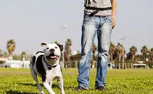 Wireless Dog Fence: Advantage & Disadvantage
