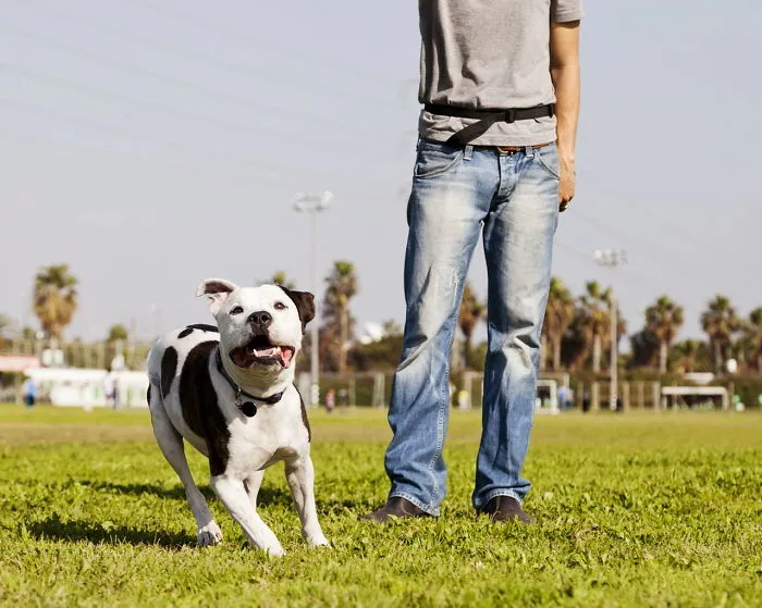 Wireless Dog Fence: Advantage & Disadvantage