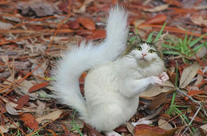 “I Have Been Photoshopping My Cats For The Past Few Years. Have Things Gone Too Far?” (26 Pics)