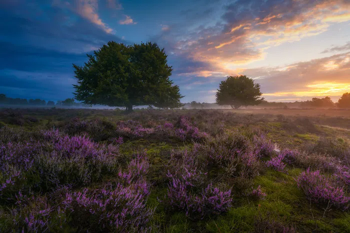 Heather Season 2017