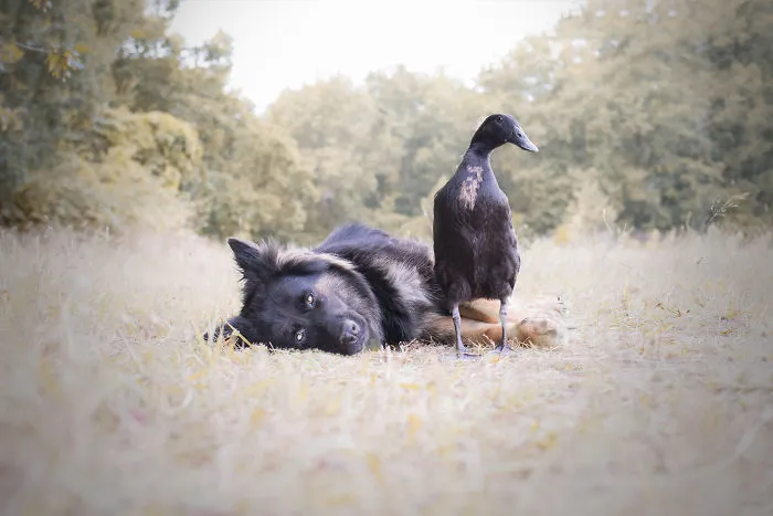 I Capture The Unexpected Friendship Between My Dog And My Duck On Film (25 Pics)