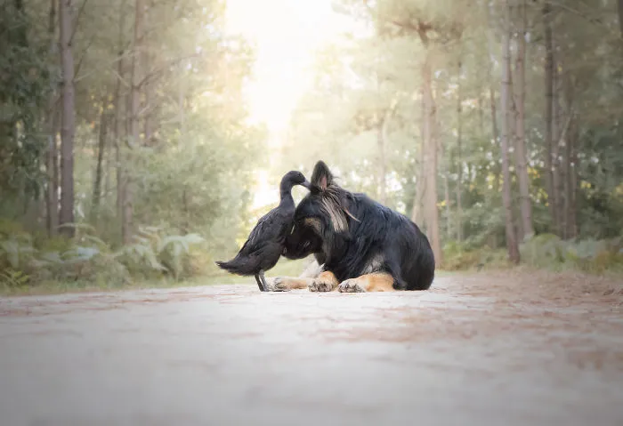 I Capture The Unexpected Friendship Between My Dog And My Duck On Film (25 Pics)