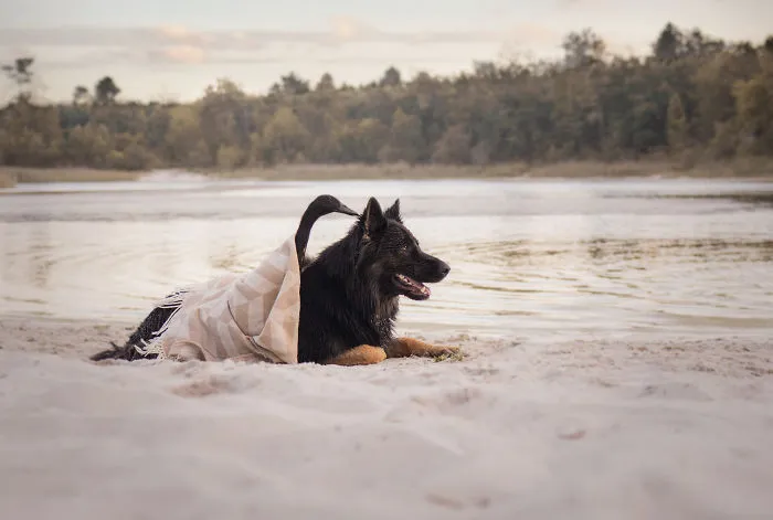 I Capture The Unexpected Friendship Between My Dog And My Duck On Film (25 Pics)