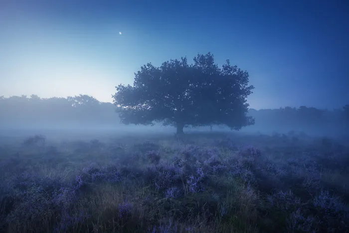 Very Early Late Summer Morning 2016