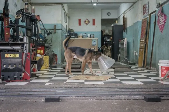 Dogs Living In Hong Kong’s Car Workshops In 22 Pictures