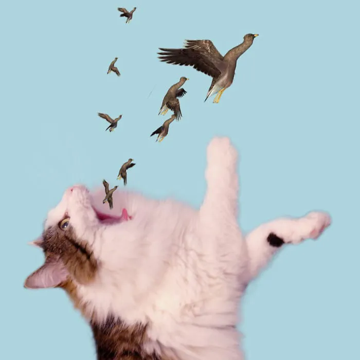 Cats-Photoshop-Funny-Cakes1todough1