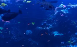 Beautiful