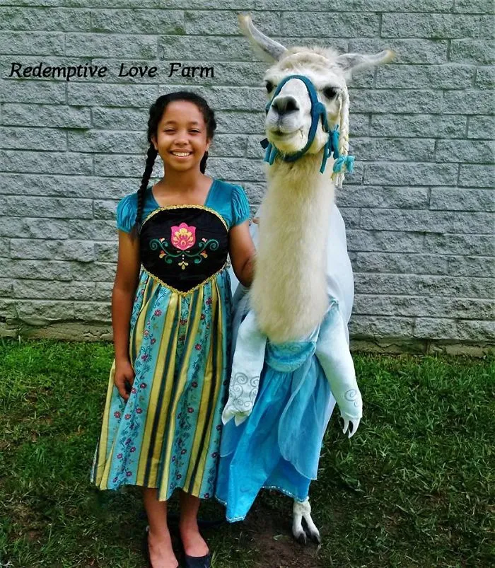 Just In Case You Wanted To See What A Llama Dressed As Elsa Looks Like!