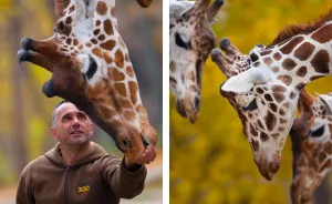 A Special Bond Between The Zookeeper And Giraffes