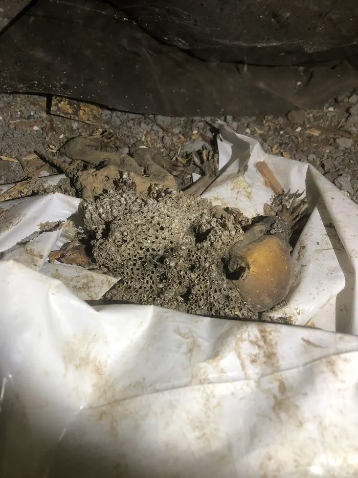 175 Worst Things Seen During Structural Inspections