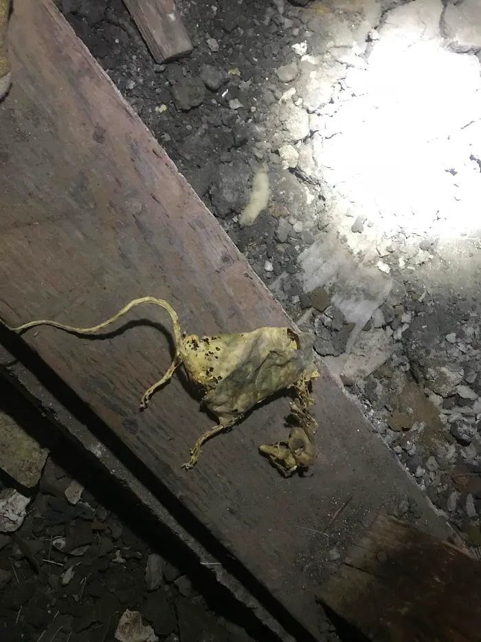 175 Worst Things Seen During Structural Inspections