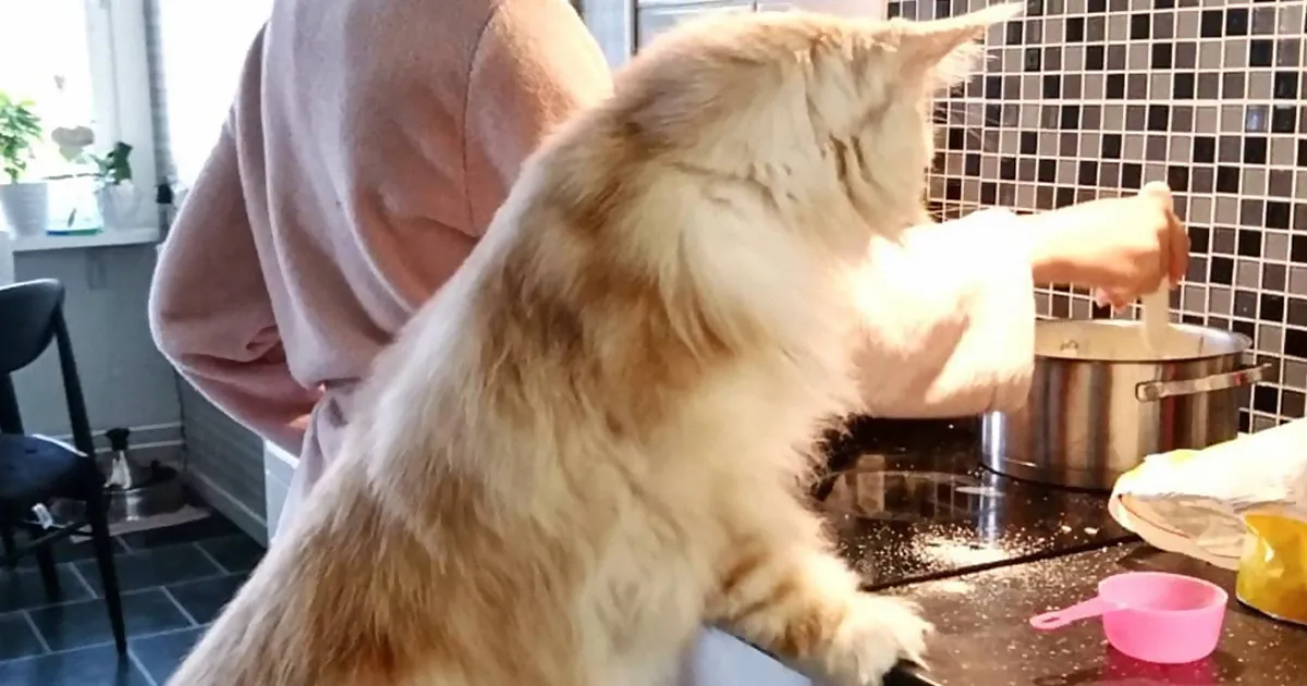 Cat Owner Shares Breathtaking Photos Of Her Maine Coon, And It's Crazy How Big It Is