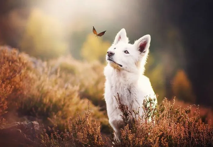 50 Of The Best Dog Photos I've Ever Taken
