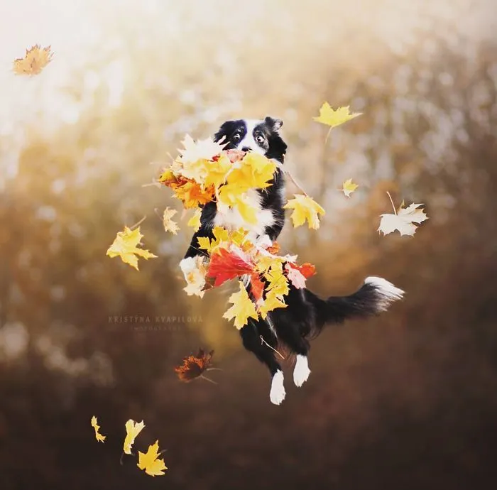 50 Of The Best Dog Photos I've Ever Taken