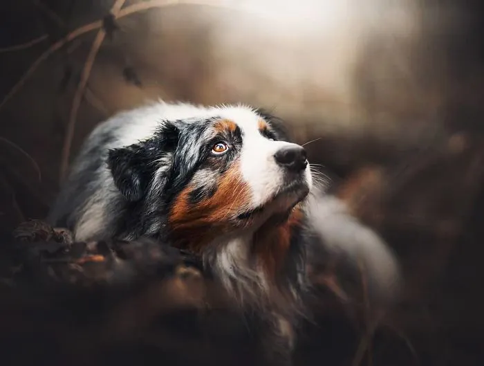 50 Of The Best Dog Photos I've Ever Taken