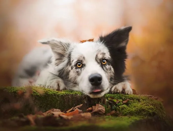 50 Of The Best Dog Photos I've Ever Taken