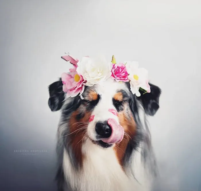 50 Of The Best Dog Photos I've Ever Taken