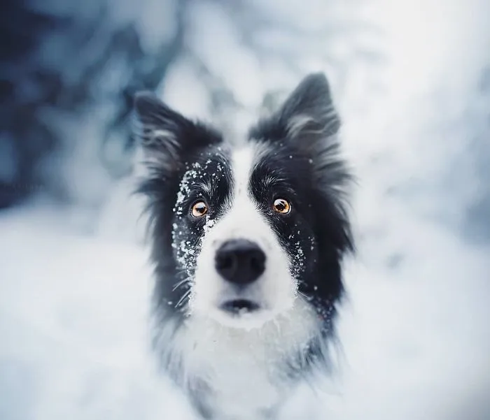 50 Of The Best Dog Photos I've Ever Taken