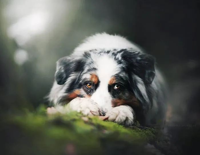 50 Of The Best Dog Photos I've Ever Taken