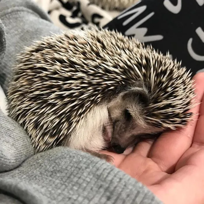 Cute Sleeping Hedgehog