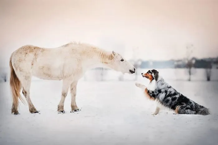 50 Of The Best Dog Photos I've Ever Taken