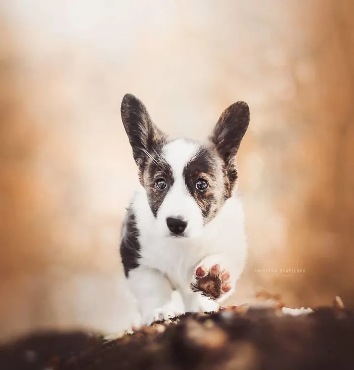 50 Of The Best Dog Photos I've Ever Taken