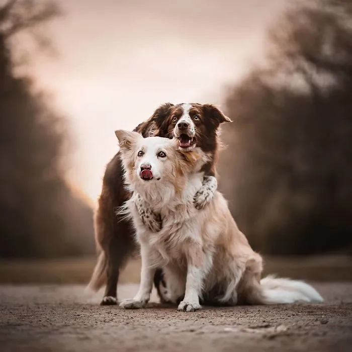 50 Of The Best Dog Photos I've Ever Taken