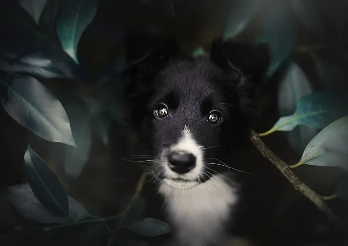 50 Of The Best Dog Photos I've Ever Taken