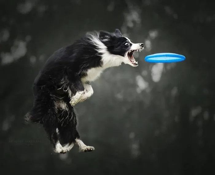 50 Of The Best Dog Photos I've Ever Taken