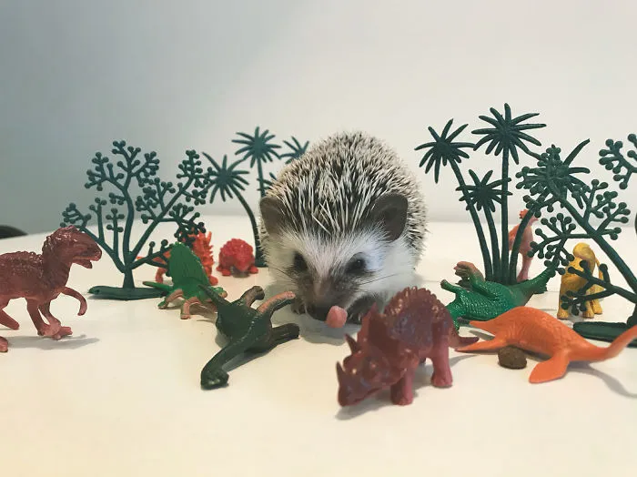 The Real Reason Why Dinosaurs Disappeared