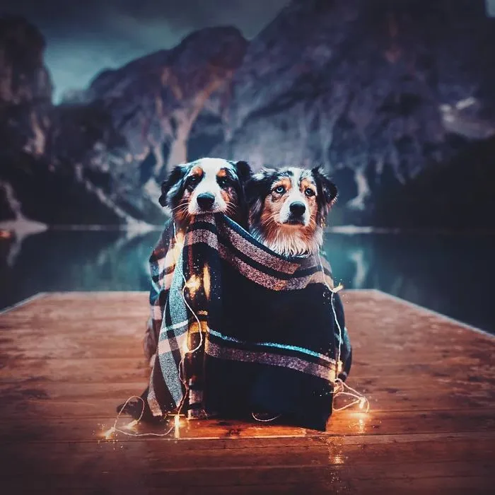 50 Of The Best Dog Photos I've Ever Taken
