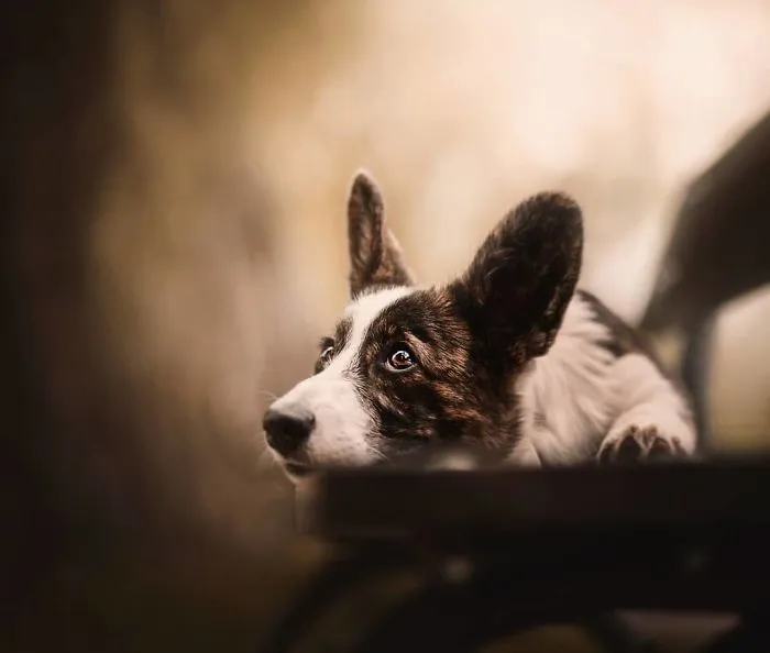 50 Of The Best Dog Photos I've Ever Taken