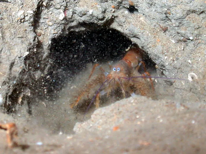 Blind Furry Lobster (Palinurellus Gundlachi)