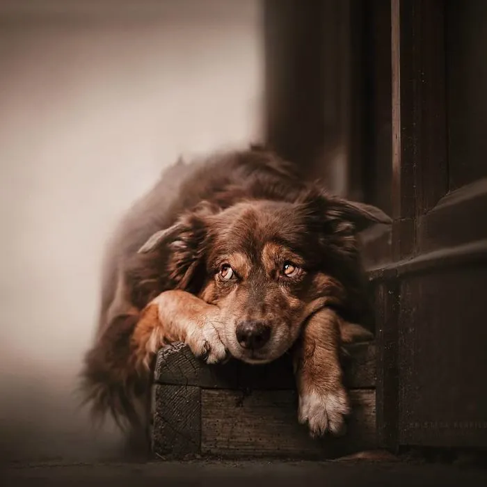 50 Of The Best Dog Photos I've Ever Taken