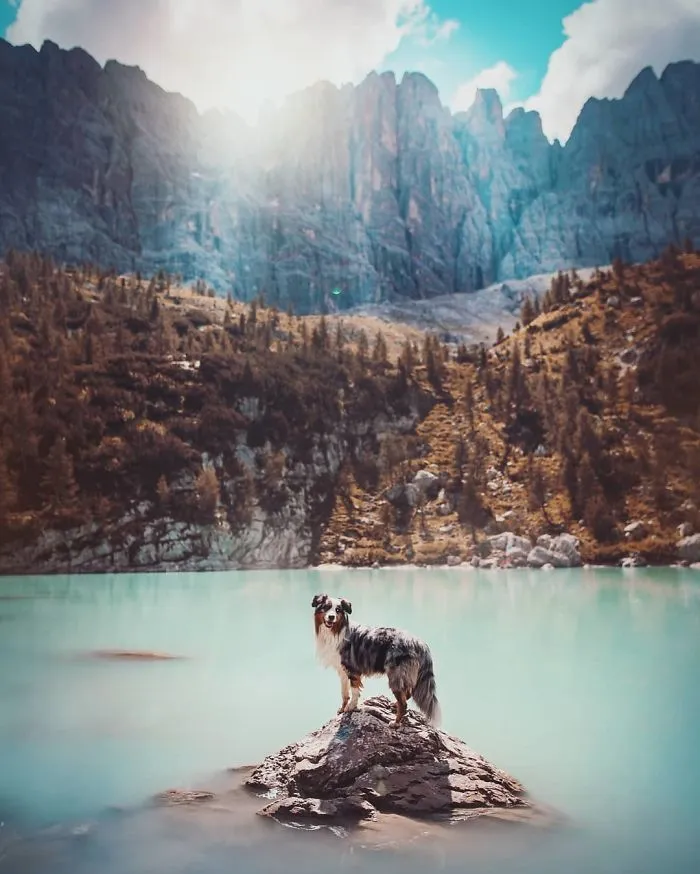 50 Of The Best Dog Photos I've Ever Taken
