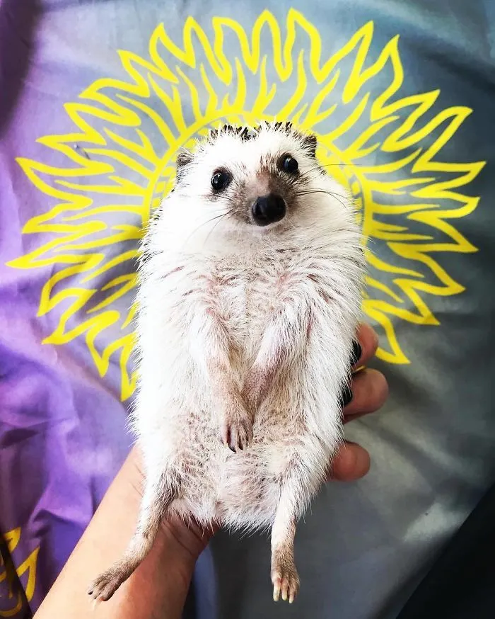 Little Sunshine