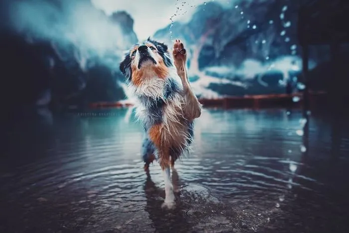 50 Of The Best Dog Photos I've Ever Taken