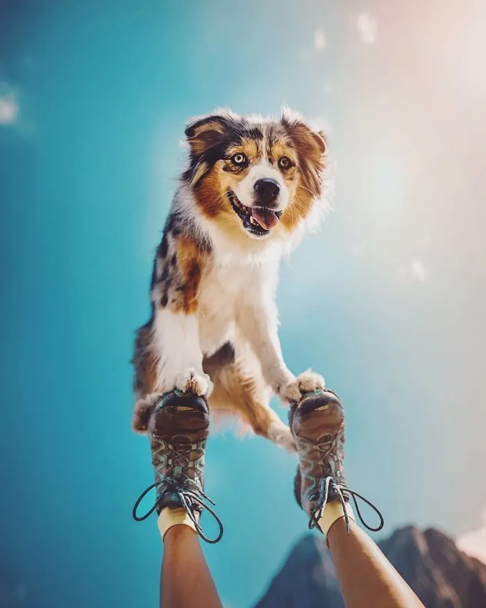 50 Of The Best Dog Photos I've Ever Taken