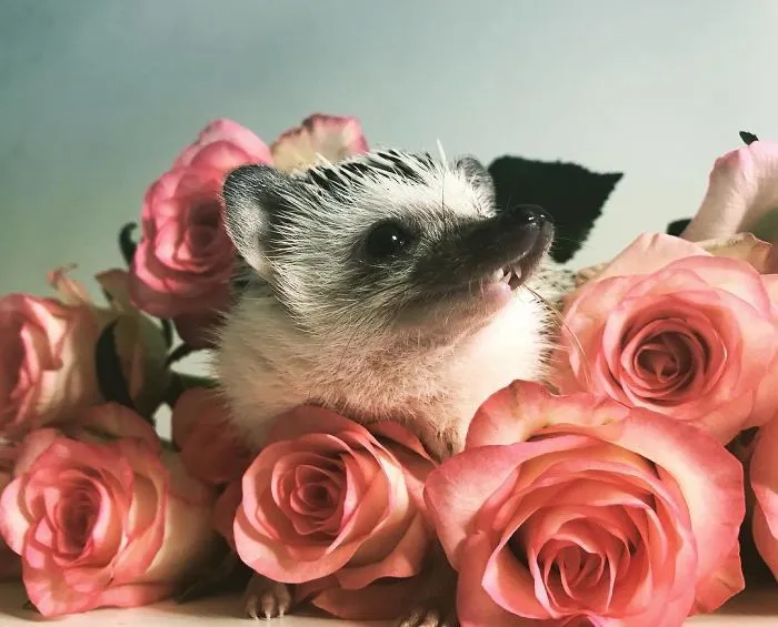 I’m Just A Little Flower