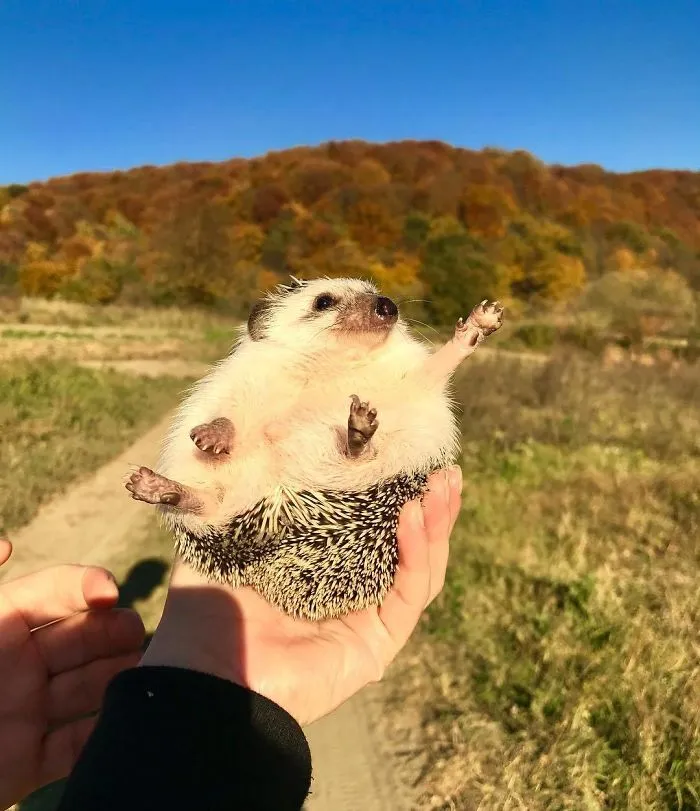 Hello, Fall