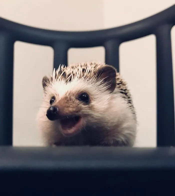 Hey, Human! Are You Gonna Feed Me At Last?