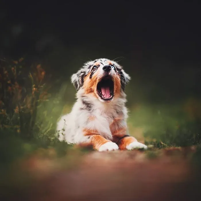 50 Of The Best Dog Photos I've Ever Taken