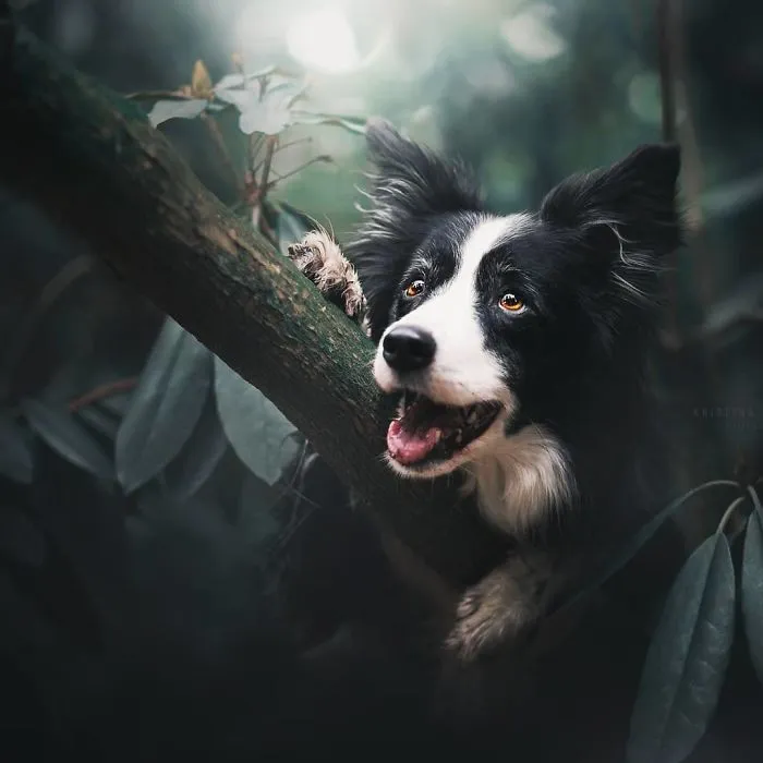 50 Of The Best Dog Photos I've Ever Taken