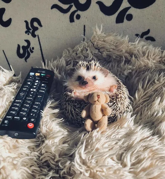 I’m Watching My Shows, Can You Please Be Quiet?