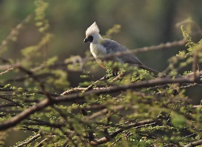 Bare-Faced Go-Away-Bird (Corythaixoides Personatus)