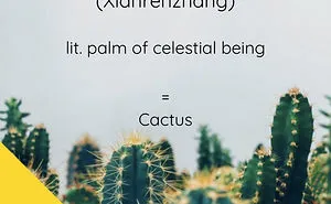 What's A Cactus In Chinese?