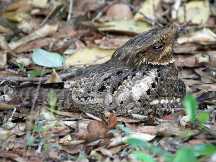 Chuck Will's Widow (Caprimulgus Carolinensis)