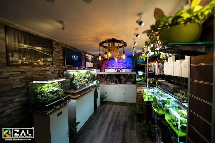Artist Replicates Landscapes Inside An Aquarium With Naturally Available Resources & Creates Breathtaking Aquascapes