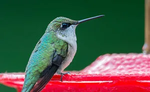 Hummingbirds!