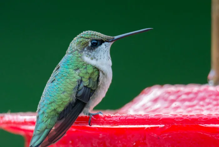 Hummingbirds!